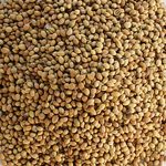 coriander-seeds