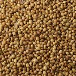 coriander-whole